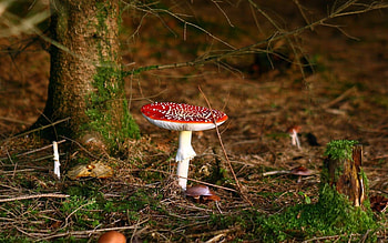 Fly agaric, beautiful, twig, mushroom, tree, branch, autumn, nature, forest HD wallpaper