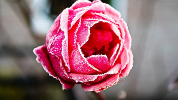 Macro, Rose Flower, Rose, Petals, Frost, Hoarfrost HD wallpaper