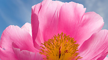 Pink, Flower, Macro, Petals, Stamens HD wallpaper