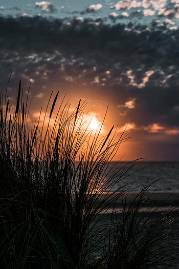 Nature, Sunset, Grass, Sea, Horizon HD phone wallpaper