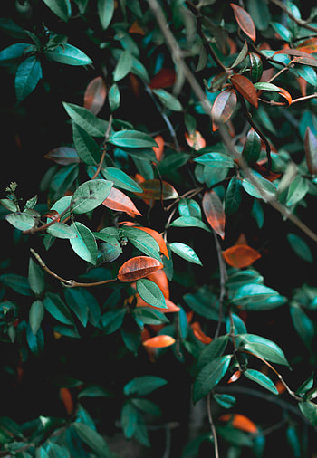 Leaves, Bush, Plant, Macro, Branches HD phone wallpaper