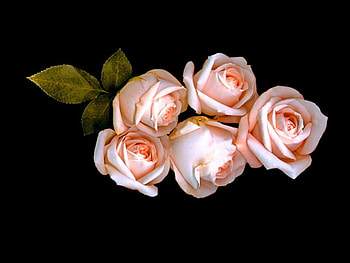Blooms for Vivvy, pink, flowers, black, roses HD wallpaper