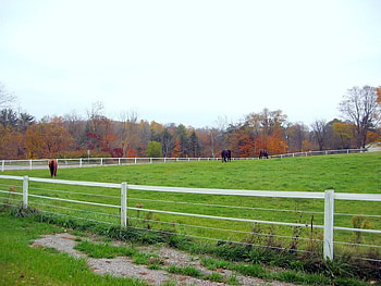 Horse Farm, trees, farm, horse, field HD wallpaper