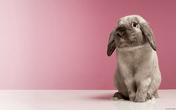 Animals, Spotted, Spotty, Sight, Opinion, Rabbit HD wallpaper