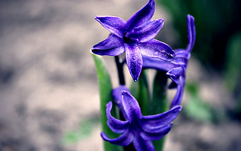 Plants, Flowers HD wallpaper