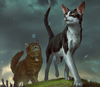 Warriors, pisici, fantasy, anna podedworna, couple, cat HD wallpaper