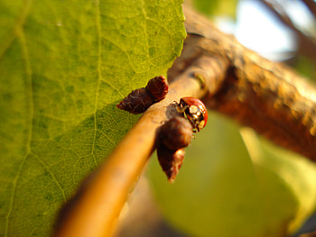 bug, yellow, green, leaf, beautiful, nature, tree HD wallpaper