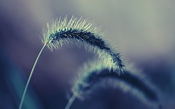 Grass, Macro, Fluffy, Stem, Stalk HD wallpaper