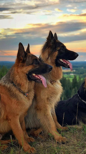 German Shepherd Dog, Shepherd, Dogs, shepherds HD phone wallpaper