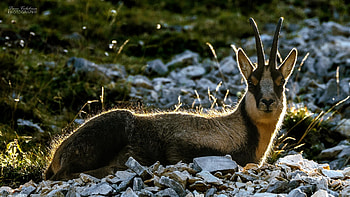 Chamois species, Mountaineer of nature, Agile climber, Alpine habitat HD wallpaper