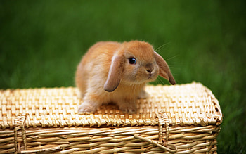 Animals, Rabbits HD wallpaper