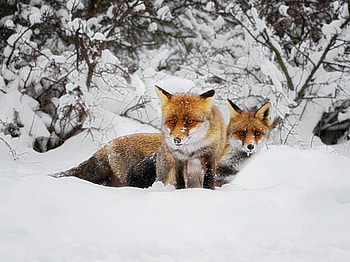 foxes for Lena, winter, wildlife, snow, nature, fox HD wallpaper