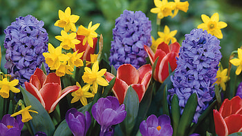 Purple and Yellow, purple, green, red, yellow HD wallpaper