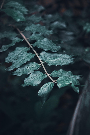Leaves, Drops, Macro, Branches, Focus, Dew HD phone wallpaper