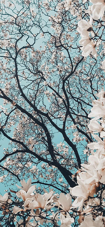 spring , High-resolution , Nature's beauty, Refreshing visuals HD phone wallpaper