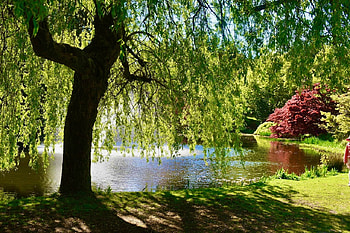 Perfection, Water, Leaves, Tree, Branches HD wallpaper