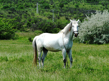 Animals, Horses HD wallpaper