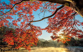 Autumn in Japan, sunbeams, gazebo, Japan, tree, autumn HD wallpaper