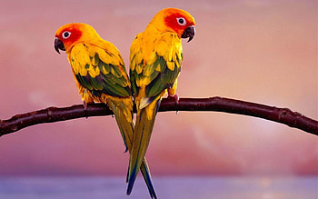Animals, Birds, Parrots, Couple, Pair, Branch HD wallpaper