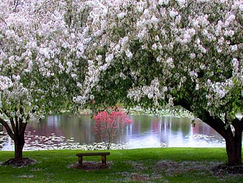 Lakeside, bench, trees, grass, blooms, spring, lake HD wallpaper