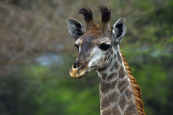 GIRAFFE HEAD, animal, brown, giraffe, head, wild HD wallpaper