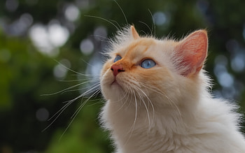 Cat, animal, kitten, cute HD wallpaper