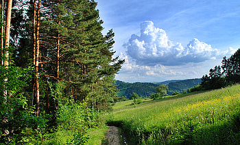 Nature, Trees, Summer, Forest, Path, Trail HD wallpaper