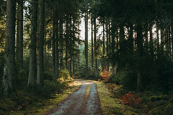 Pine, Nature, Trees, Road, Forest HD wallpaper
