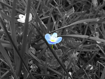 Floare Albastra, blue, floare, simple, flower, nature, albastra, lovely HD wallpaper