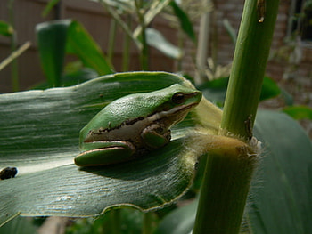 WAITING, frog, green, lunch HD wallpaper