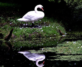 Swan, animal, reflection, bird, water HD wallpaper