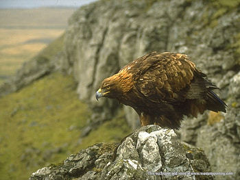 Golden Eagle, landscapes, nature, birds, animals HD wallpaper
