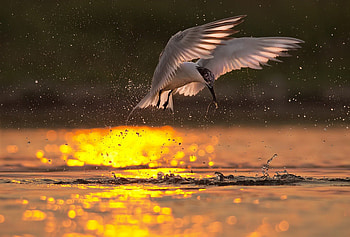 Golden wings, golden, wings, bird, fly, water, sunset HD wallpaper