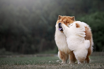 Chow Chow , Striking design, Beautiful dogs, Attractive HD wallpaper