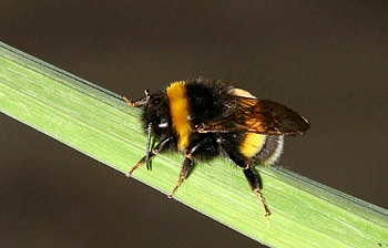 Insects, Bees HD wallpaper