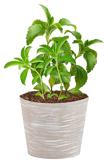 Potted plant, Stevia HD phone wallpaper