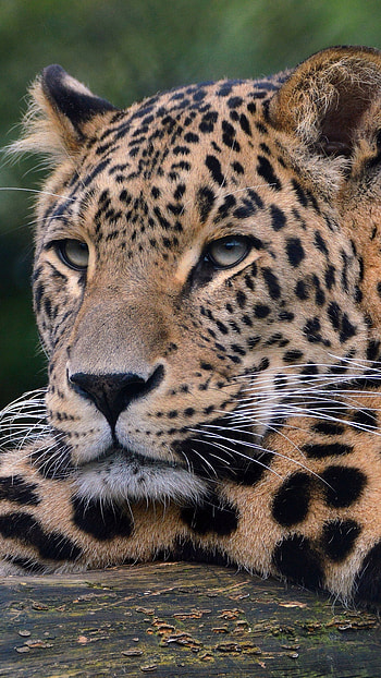 The Amur, Leopards HD phone wallpaper