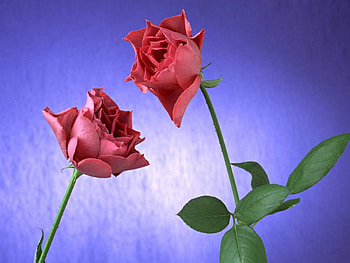 Roses of Beauty, on blue, 2 red roses, flowers HD wallpaper