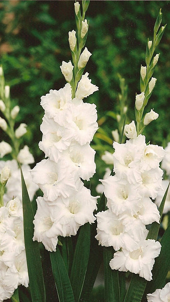 Gladioli, Flower, Gladioli Flower HD phone wallpaper