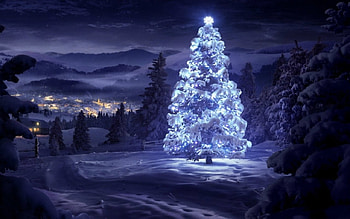 Christmas Tree, winter, Christmas, snow, tree HD wallpaper