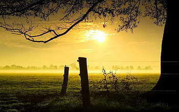Nature, Grass, Sun, Shine, Light, Wood, Tree, Fog, Color, Colors, Outlines, Evening, Fencing, Enclosure, Logs HD wallpaper
