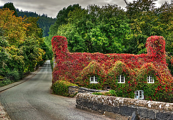 Wales, Fall, House, Road, , Ivy, Leaf HD wallpaper