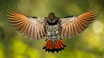 Animals, Beak, Stains, Spots, Wings, Tail HD wallpaper