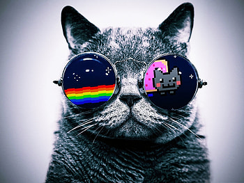 Funny, Animals, Cats HD wallpaper