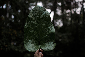 Nature, Plant, Hand, Sheet, Leaf HD wallpaper