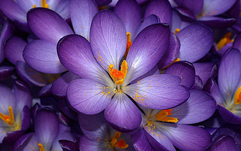 Flowers, Lilac, Macro, Small HD wallpaper
