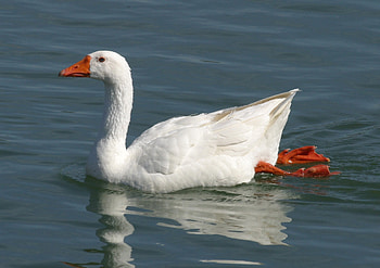 Greylag Goose backgrounds, , Baltana collection, Detailed feathers HD wallpaper