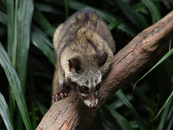 Asian Palm Civet, Kopi Luwak animals, South East Asia, Unique creatures HD wallpaper