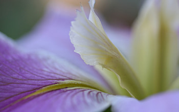 Lilac, Flower, Macro, Petals, Lines HD wallpaper