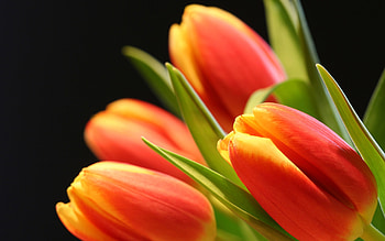 TULIPS, PETALS, LEAVES, NATURE, COLORS HD wallpaper